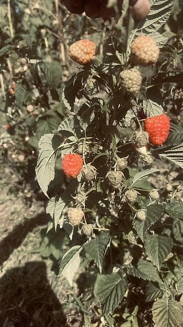 продаю бычка: Малина Оптом, Самовывоз — 4