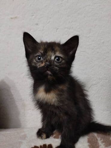 хочу купить кошку: Котята в добрые и ответственые руки. Кушают все и китекет тоже. Кашку — 10