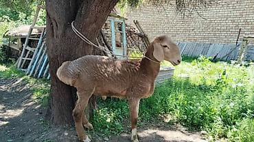 кой бишкек: Сатам | Кочкор (эркек) | Көбөйтүү үчүн — 6