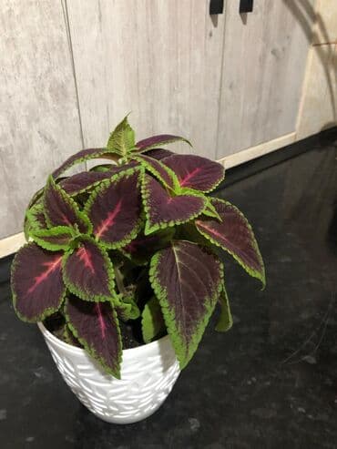 бугенвиллия фото: Цветы сорт «колеус» — 4