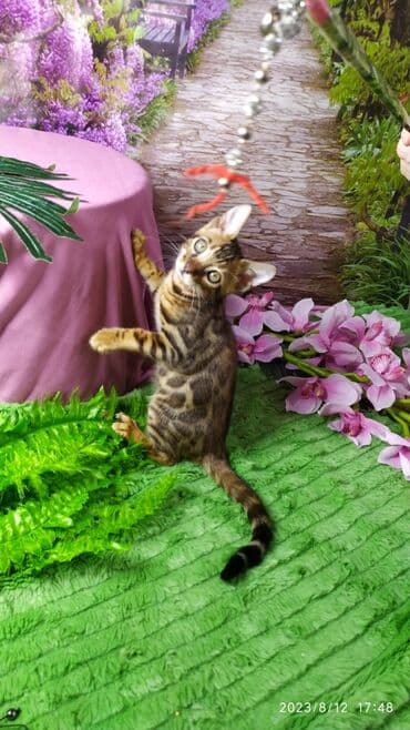 сколько стоит котенок британской золотой шиншиллы: Друзья. Бенгальские котята !! Проф.Питомник Бен Гла Мур предлагает — 7