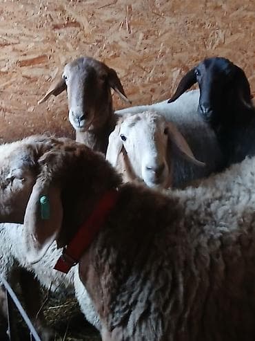 арашан ко: Сатам | Ургаачы кой (ургаачы), Кочкор (эркек) | Арашан | Көбөйтүү үчүн — 1