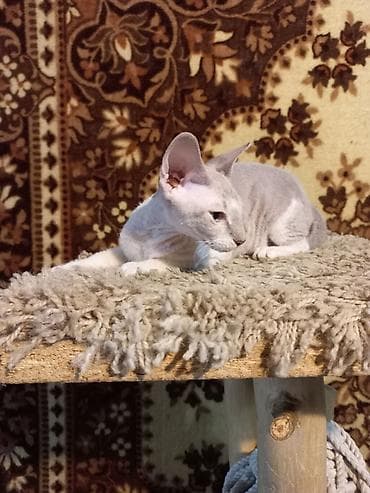 Мышыктар сатылат: 🐾🐈‍⬛ Голубоглазая девочка породы донской сфинкс, готова переехать в — 10