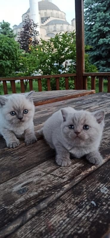 британцы котята: Британские короткошерстные котята с голубыми глазами, окраса поинт — 1
