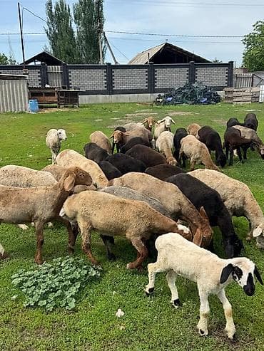продажа домашних животных: Продаю | Овца (самка), Баран (самец) | Гиссарская, Полукровка, Меринос | На забой, Для разведения | Осеменитель, Ярка — 2