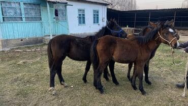 отдам даром охотничью собаку: Продаю | Жеребенок | Для разведения — 3