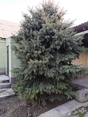 триммеры для сада: Ель голубая (Picea pungens), крупномер. - Ориентировочная высота — 2