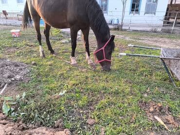 продажа щенков немецкой овчарки с документами в бишкеке: Продаю | Кобыла (самка) | Полукровка — 2