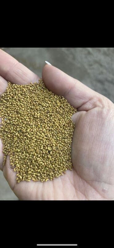 бенкунг отзывы: Семена люцерны. Прием/продажа в любых объёмах. Доставка по всем — 6