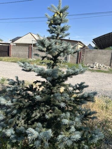 саженцы хвойных пород: Саженцы деревьев: Ели, Самовывоз — 3