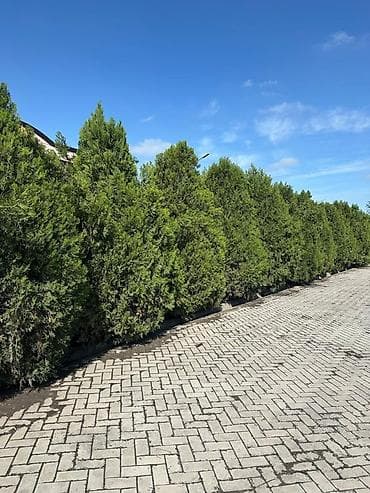 тактай лес: Взрослые туи (крупномеры) — высота 3.5–4 м Локация: Бишкек Описание — 2