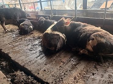 животные крс: Продаю | Тёлка — 1