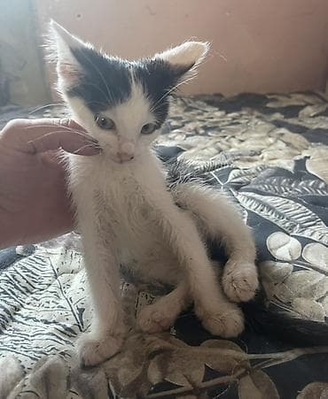Котята Описание: - Милые короткошёрстные котята, окрасы: - — 4