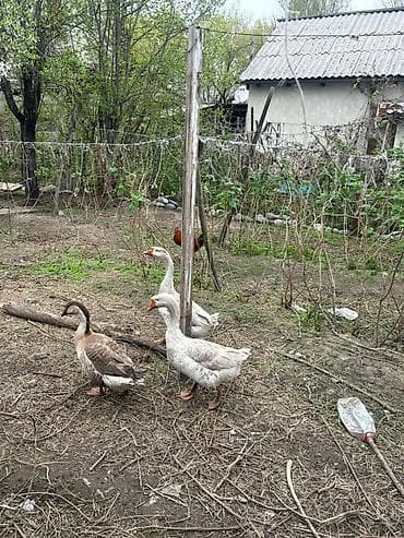 Животные: Домашние гуси, стадо из 3 голов. - Породы/окрасы: два — 3