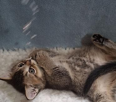 донской сфинкс котята: Скотиш Страйт (Шотландская прямоухая), 2 месяца, Мальчик, Проглистована, Приучена к лотку — 3
