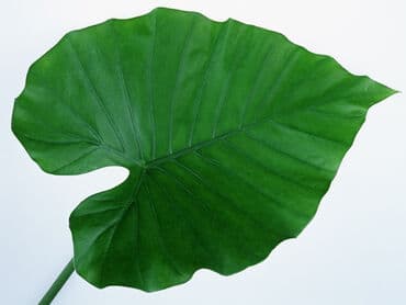 искусственный цветок в горшке большой: Цветок декоративный, искусственный, большой (Элефант), высота — 3