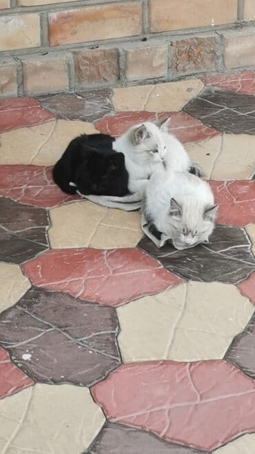 новорожденные котята: 🐾 Очаровательные котята ищут добрые руки! Наша кошка снова стала — 9