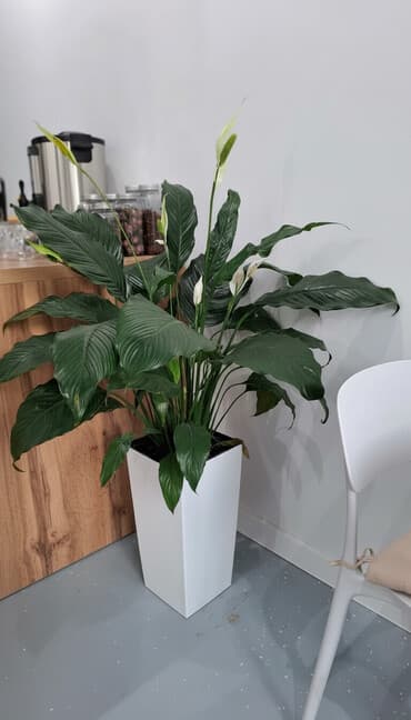 маями семена: Крупные комнатные растения в декоративных кашпо 1) Спатифиллум — 1