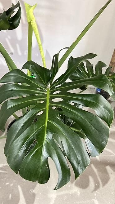 Комнатные растения: Монстера делициоза (Monstera deliciosa), крупное взрослое комнатное — 1