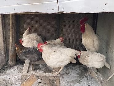 цыплята индоутки: Продаю | Куры | Несушки — 3