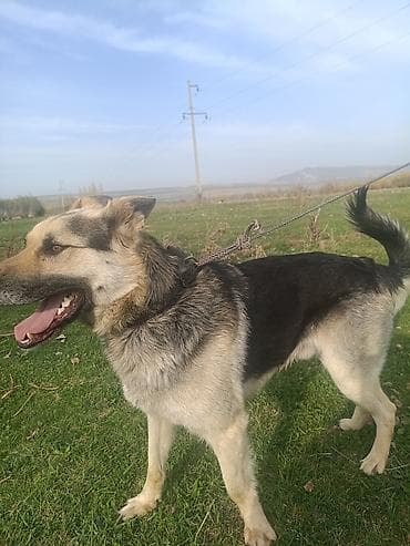 лабрадор собаки: Немецкая овчарка, 3 года, Самец, С родословной — 4