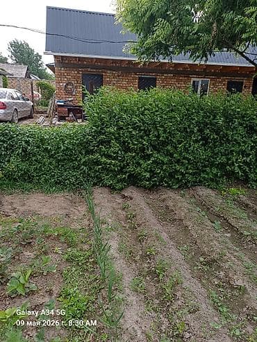Самшит: Живая изгородь из быстрорастущих кустарников (вертикальный густой ряд — 3