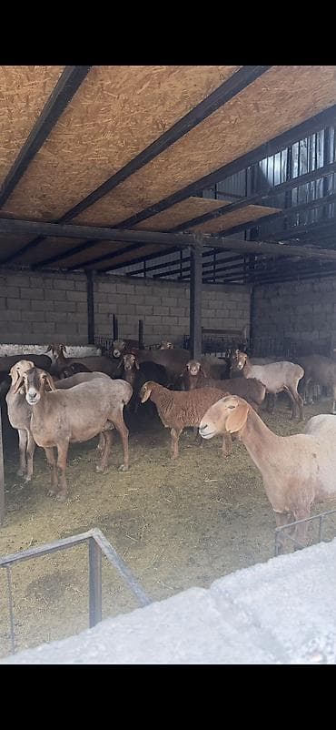 немецкая собака: Продаю | Овца (самка), Баран (самец) | Арашан — 1