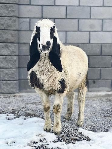 цыплята карабалта: Продаю | Овца (самка) | Гиссарская, Долан, Арашан | Для разведения | Котные, Матка, Ярка — 1