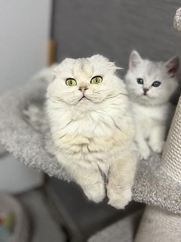 Скотиш Фолд (Шотландиялык шалпаң кулак), 2 айлык, Ургаачы — 5