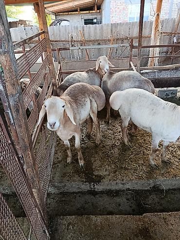 карликовый померанский шпиц цена: Продаю | Баран (самец) | Арашан | Для разведения | Ярка — 3