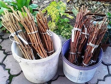 клубника россада: Годовалые саженцы винограда. Цена от 200 до 300 сом. Черенки по 50 — 9