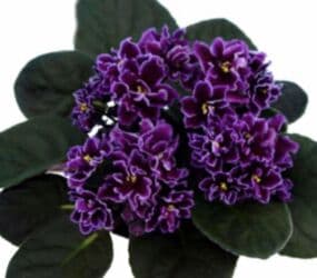 мебельный лист: Продаю фиалки! Срезанный лист 30 сом! Коллекция из 35сортов продам — 13