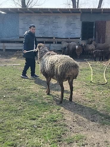 мясо на ошском рынке: Продаю | Овца (самка) | Гиссарская | Для разведения | Матка — 1