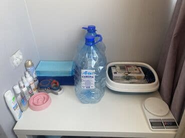 пидбуль кубинский: Мальтипу, 6 месяцев, Самец, С прививкой — 8