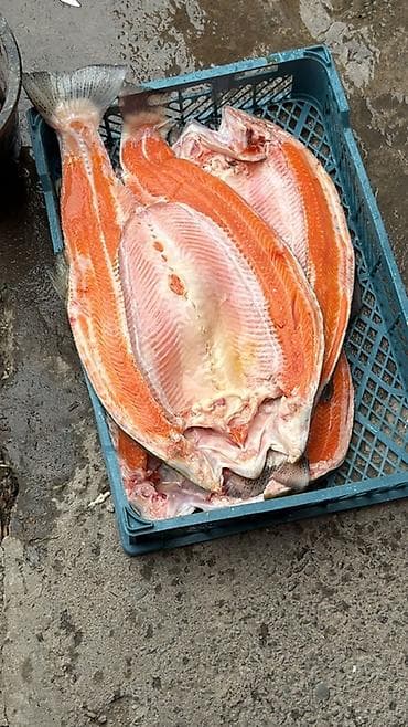 кавер бишкек: Форель 🍣(дикой лов), разделанный пластом - Форма разделки — 2