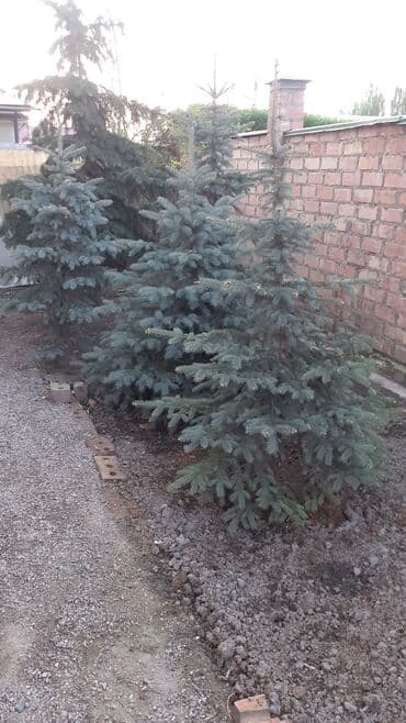 фикус али: Көчөттөр дарактардын: Карагайлар, Өзү алып кетүү — 8