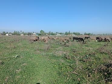 белый фазан: Продаю | Овца (самка) | Для разведения | Матка — 2