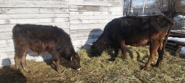 дойныйе коровы: Продаю | Тёлка | Полукровка | Для разведения | После отела — 2