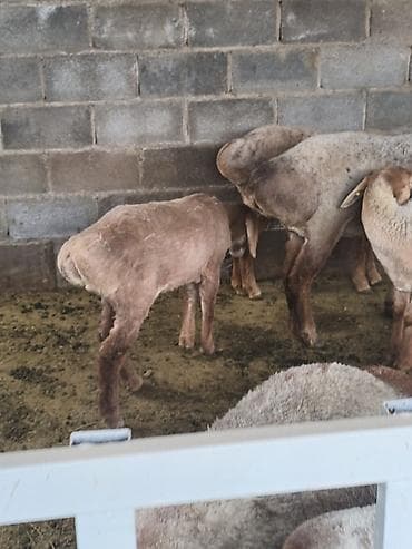 ротвейлер бишкек: Сатам | Козу | Арашан | Көбөйтүү үчүн — 8