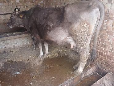 сементал уйлар: Продаю | Корова (самка) | Полукровка | Для молока | Стельные — 5