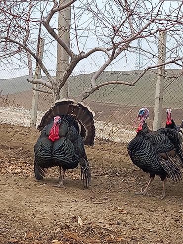 Продаю | Индюк (самец) | Бройлерная | Для разведения | Племенные