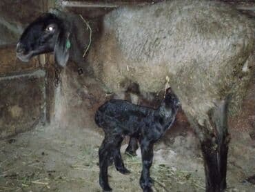 Ламинат: Продаю | Овца (самка) | Арашан — 8