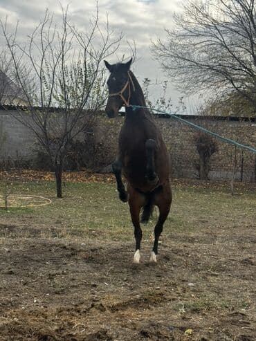 купить собаку охотничью: Продаю | Кобыла (самка) | Полукровка | Для разведения, Конный спорт | Племенные — 2