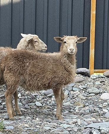веслаухие кошки: Продаю | Овца (самка), Ягненок, Баран (самец) | Гиссарская, Полукровка, Арашан | На забой, Для разведения | Племенные — 1