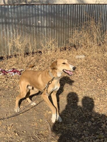 купить собаку для охоты: Собака порода мама тазы папа ред хор — 1