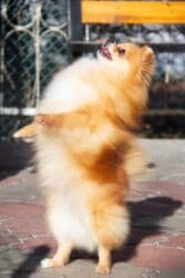 Вязка собак: Шпиц, 3 года, Самка — 10