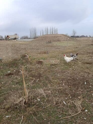 ош мышык: Сатам | Тооктор | Көбөйтүү үчүн — 5