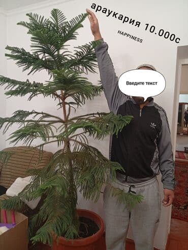 кора дерева: Комнатные и уличные растения в кашпо - Туя в горшках. Компактные — 9