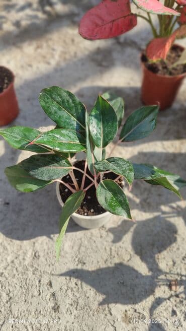 растения для аквариума: Аглаонемы декоративные в горшках — коллекция сортов с яркой — 6