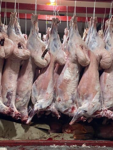 быки на мясо: Туши баранины - Цельные туши баранов, обвалка не произведена - — 4